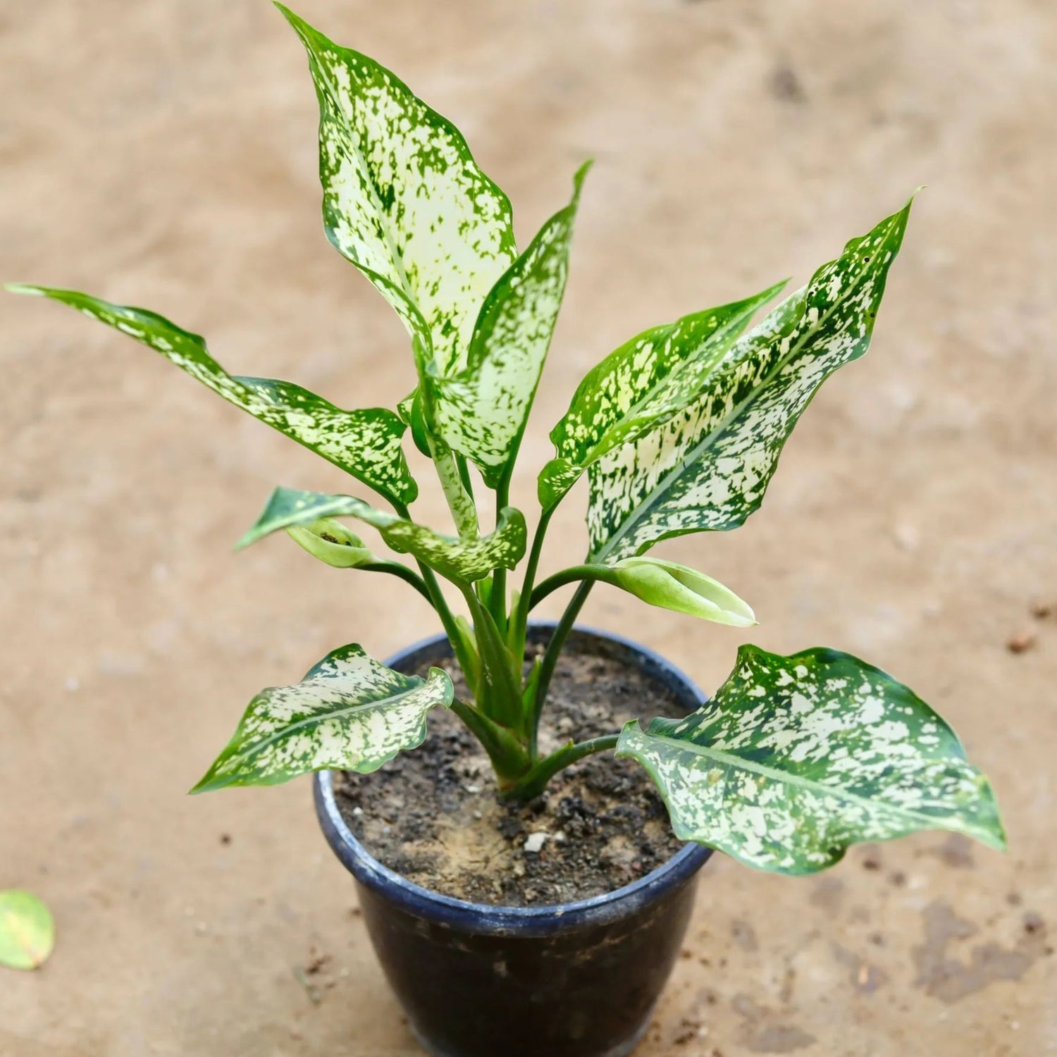 Aglaonema Spring Snow