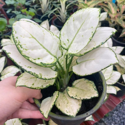 Aglaonema Super White