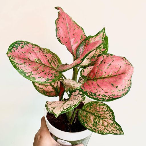 Aglaonema Anymanee