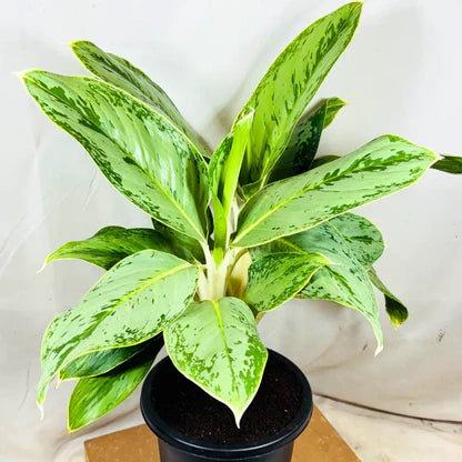 Aglaonema Green Ice