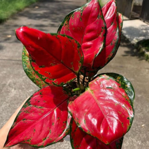Aglaonema Red Catrina