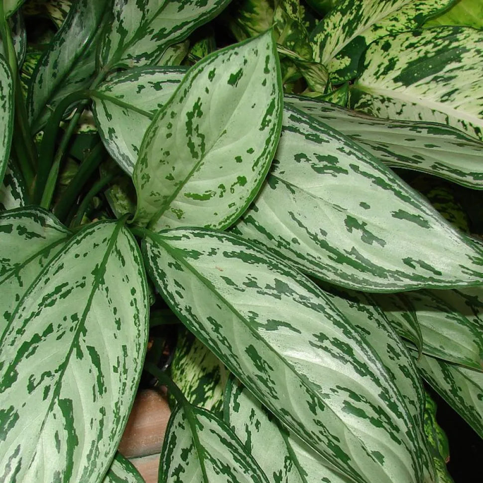 Aglaonema Silver Queen