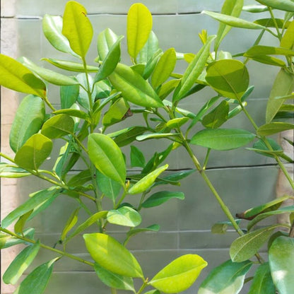 Sarva sughandhi (All spices plant)