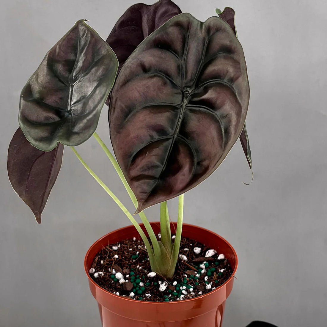 Alocasia Cuprea
