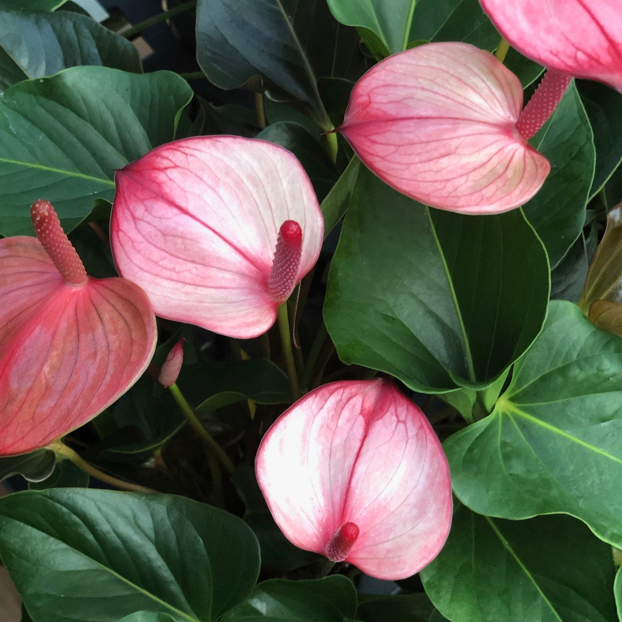 Anthurium Combo of 4- Any 4 different colors