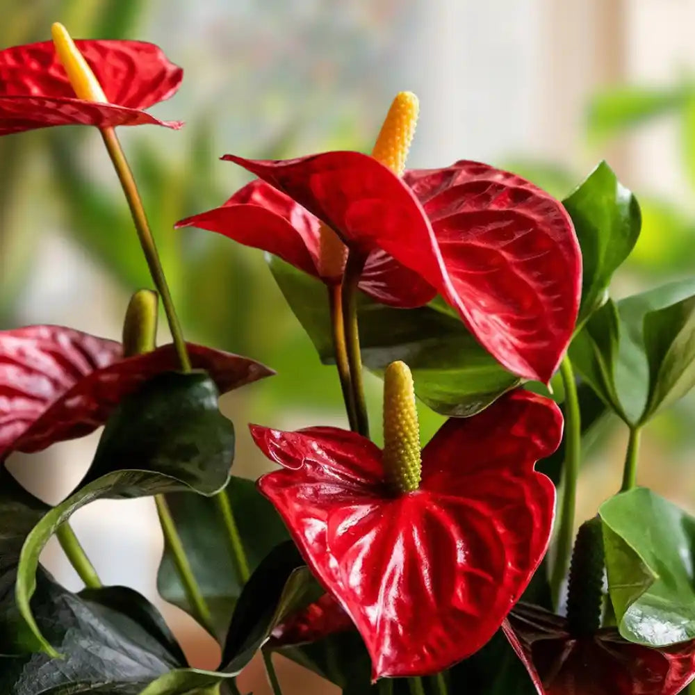 Anthurium Combo of 4- Any 4 different colors