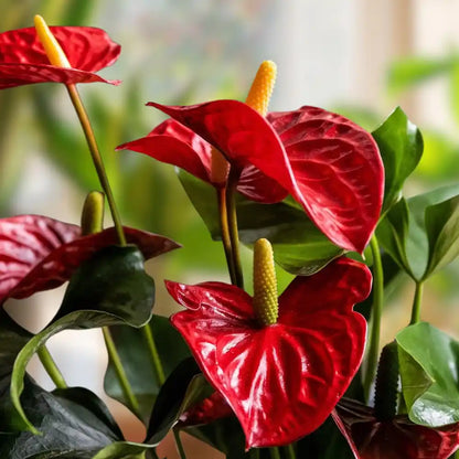 Anthurium Combo of 4- Any 4 different colors