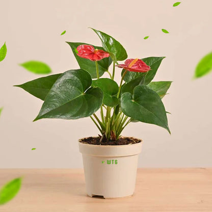 Anthurium Combo of 5- Any 5 different colors