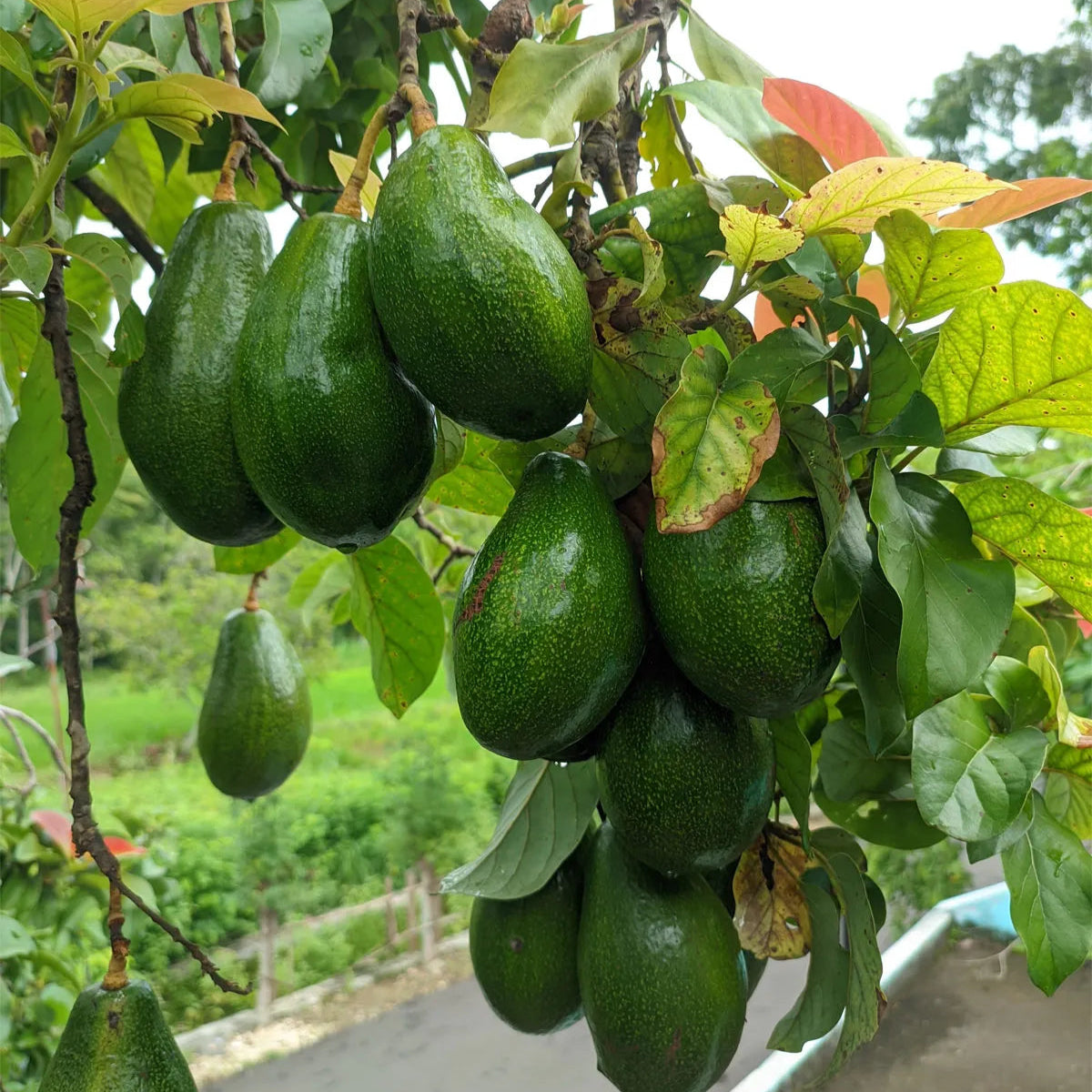 Avocado Grafted(Butter Fruit) Grafted Plant- 2.5years old plant
