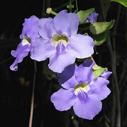 Bengal Clock Vine / Thunbergia grandiflora/ Blue Clockvine Creeper plant