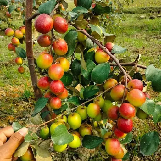 Ber Apple(Elanthikka) fruit plant