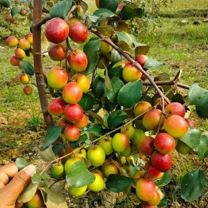 Ber Apple(Elanthikka) fruit plant