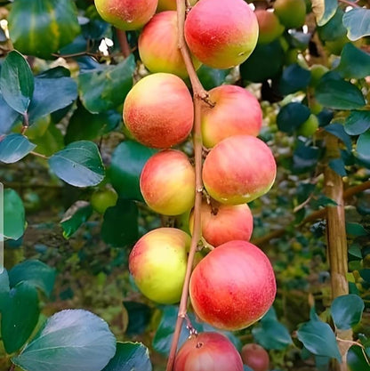 Ber Apple(Elanthikka) fruit plant