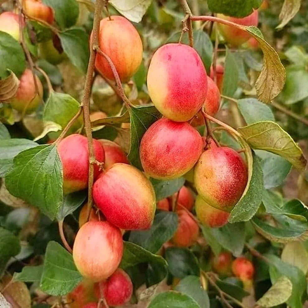 Ber Apple(Elanthikka) fruit plant