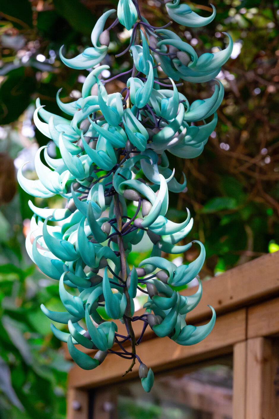 Jade Vine Blue - Exotic creeper plant