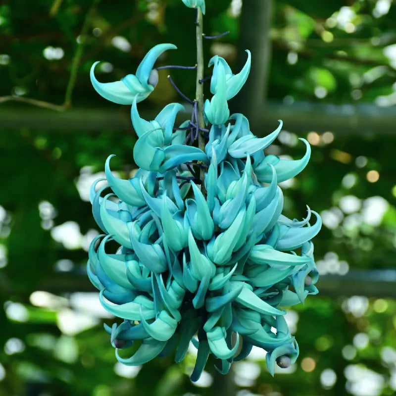 Jade Vine Blue - Exotic creeper plant
