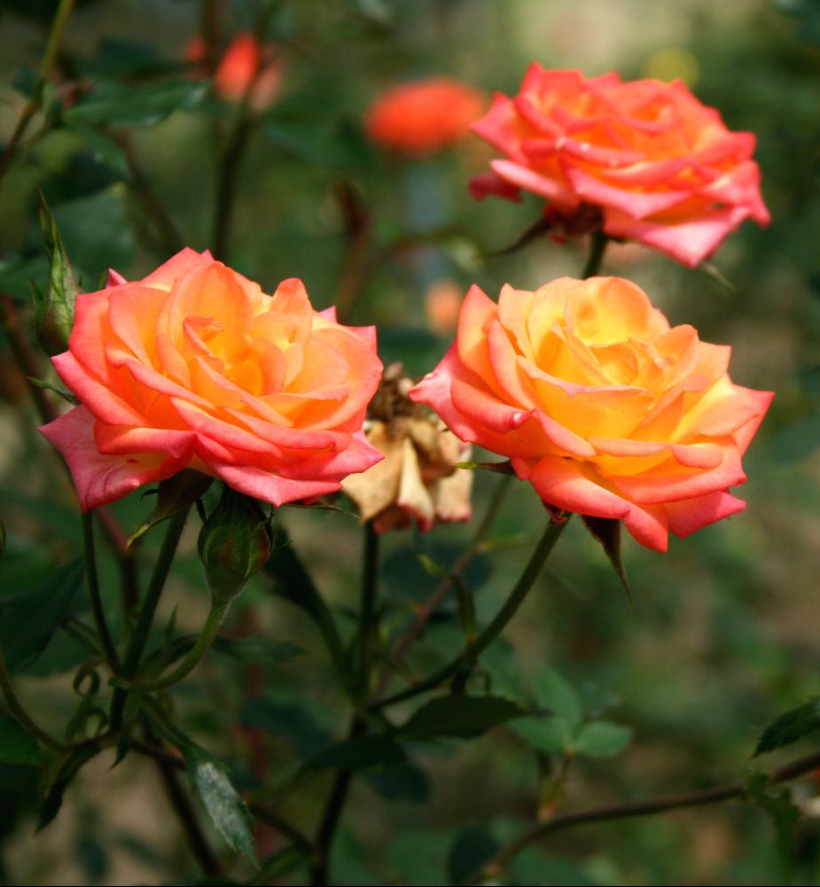 Delhi Orange, British Orange  Rose (Own Rooted Nadan Rose)