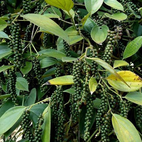 Bush pepper(kuttikurumulak)
