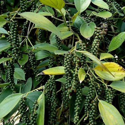 Bush pepper(kuttikurumulak)