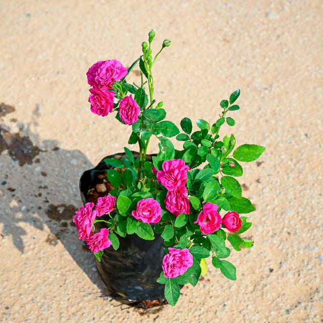 Button  Rose Pink or Magentac(Own Rooted Nadan Rose)