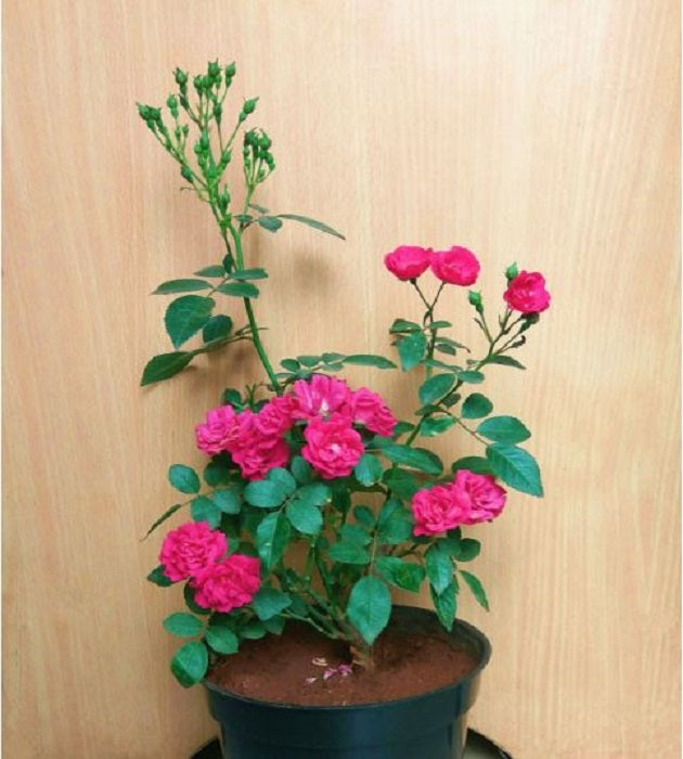 Button  Rose Pink or Magentac(Own Rooted Nadan Rose)