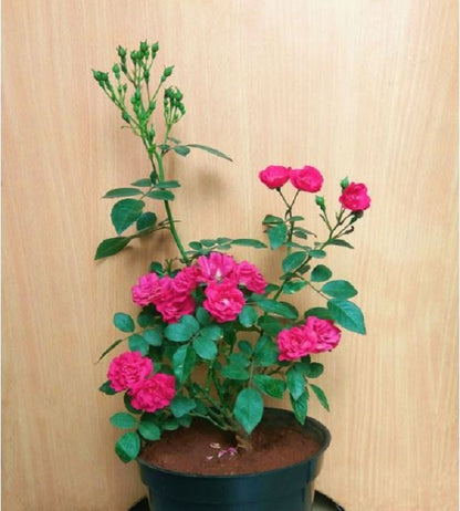Button  Rose Pink or Magentac(Own Rooted Nadan Rose)