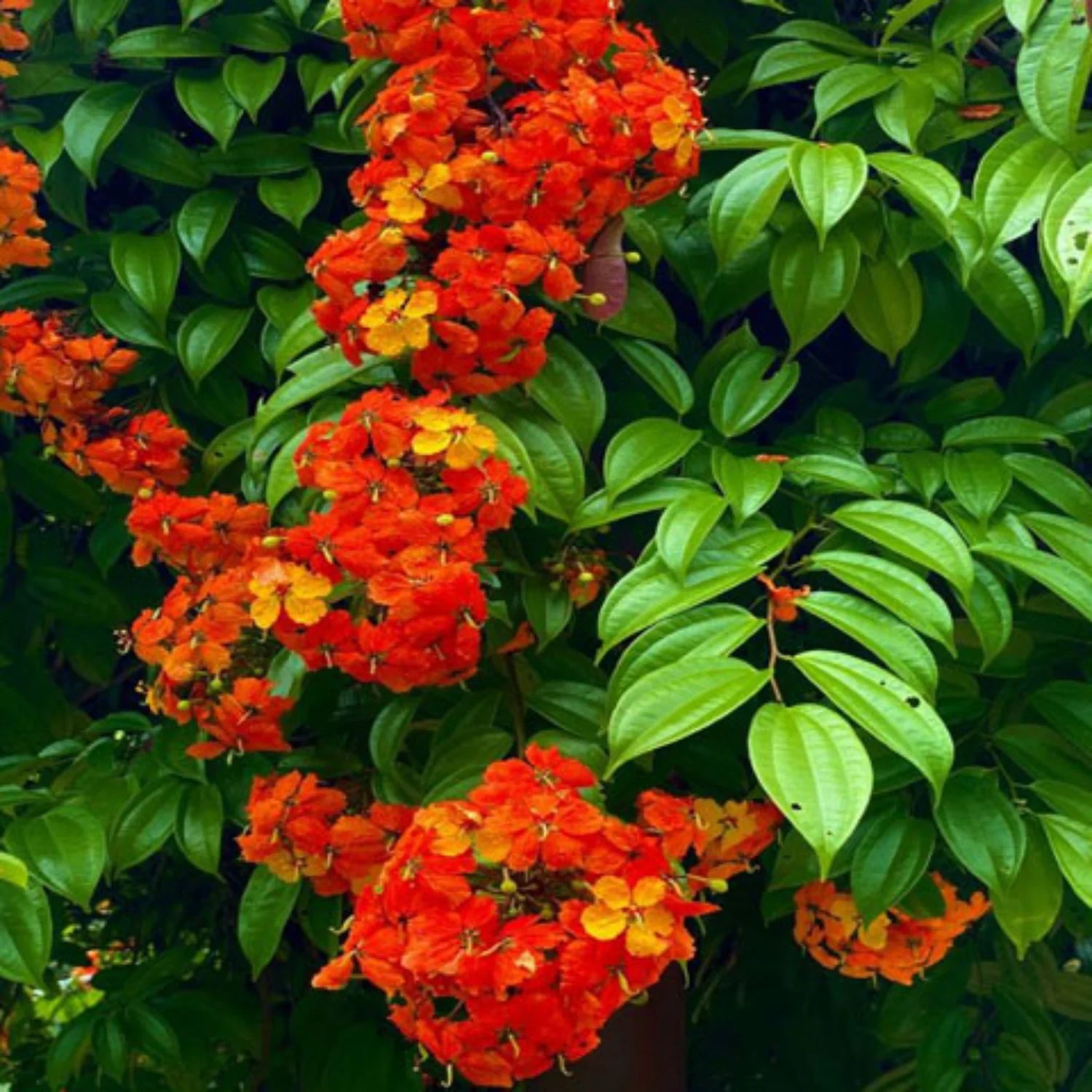 Bauhinia Coccinea  , Red Bauhinia