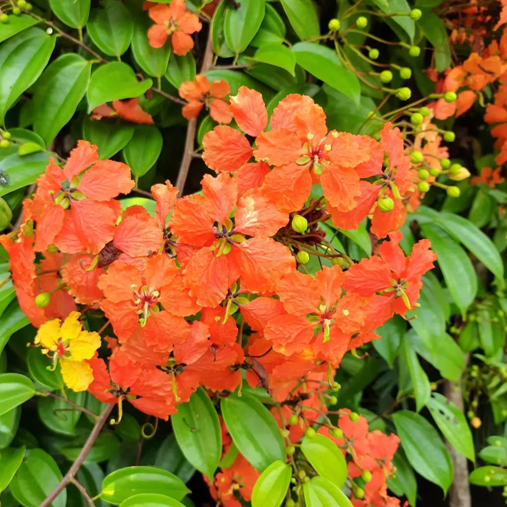 Bauhinia Coccinea  , Red Bauhinia