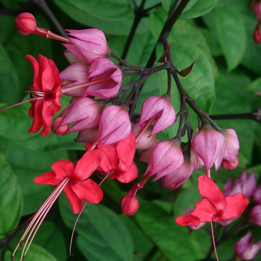 Bleeding Heart Red Creeping plant
