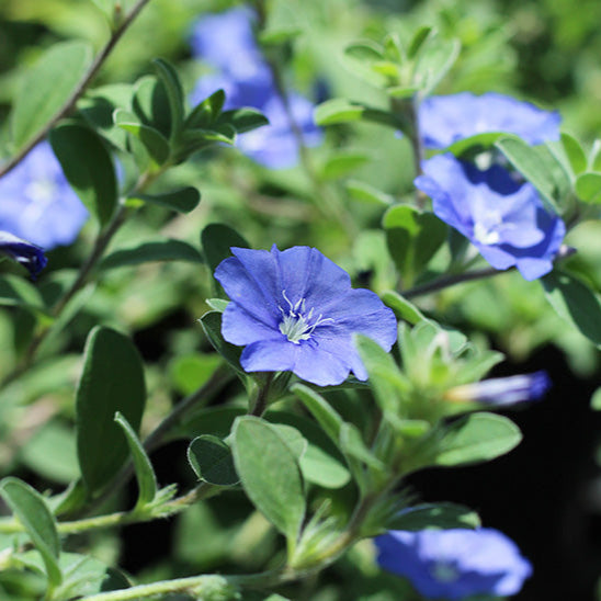 Blue Daze (Morning Glory dwarf) – Wayanadan Touch Garden