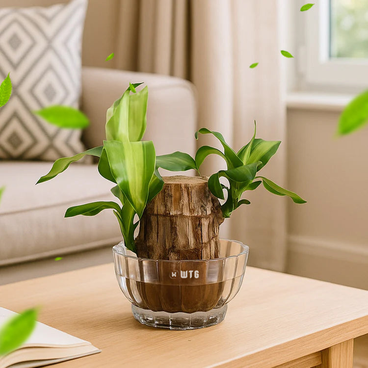 Brazilian Wood plant