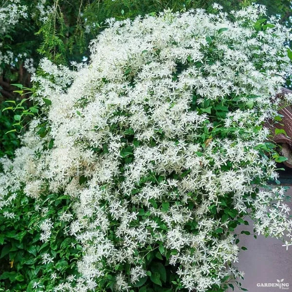 Bridal Bouquet White creeper plant