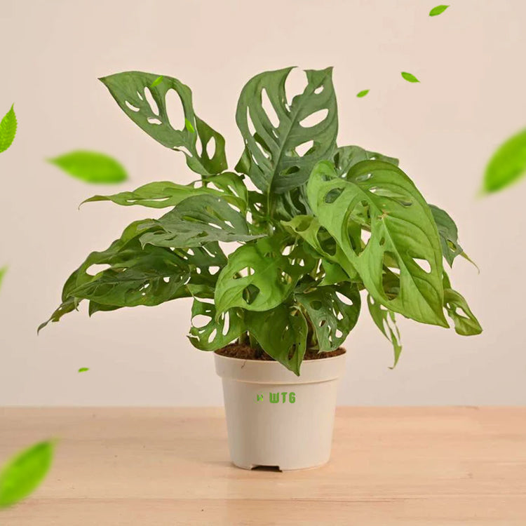 Monstera Adansonii, Swiss cheese plant, Broken heart plant