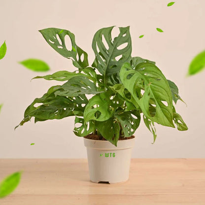 Monstera Adansonii, Swiss cheese plant, Broken heart plant