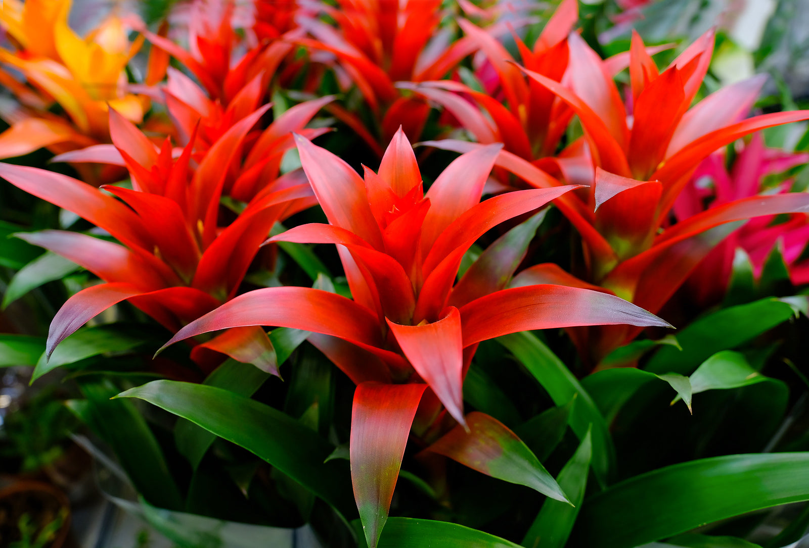 Neoregelia Red Bromeliad