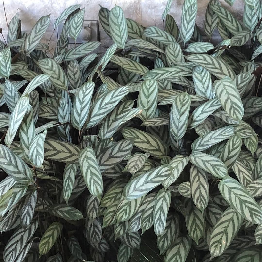 Calathea Setosa
