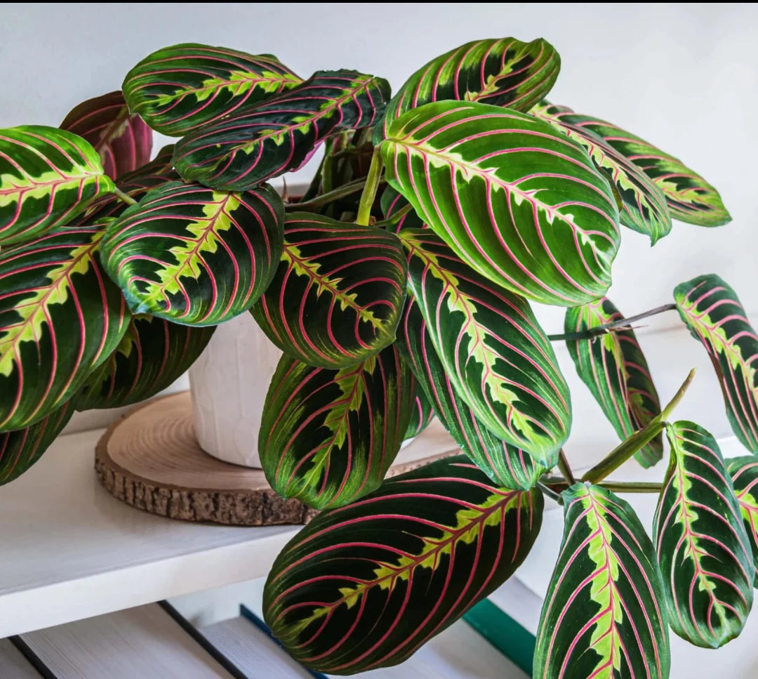 Calathea Prayer plant