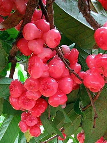 Chamba - Rose Apple- Chambakka Plant