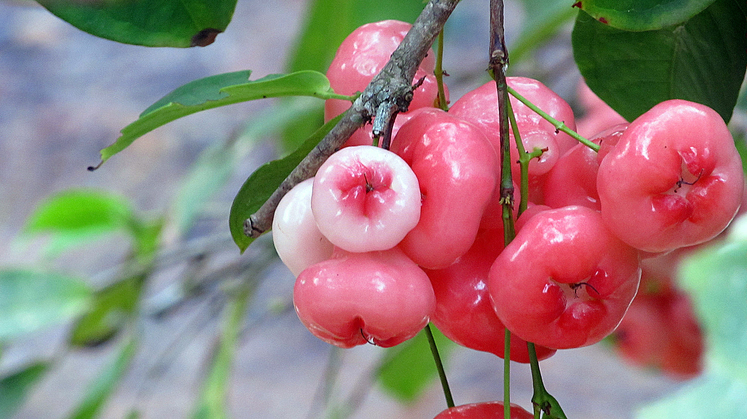 Chamba - Rose Apple- Chambakka Plant
