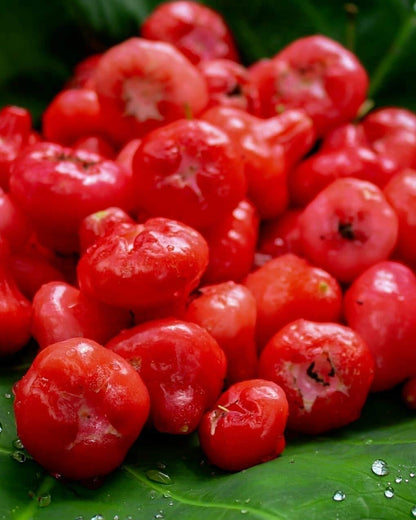 Chamba - Rose Apple- Chambakka Plant