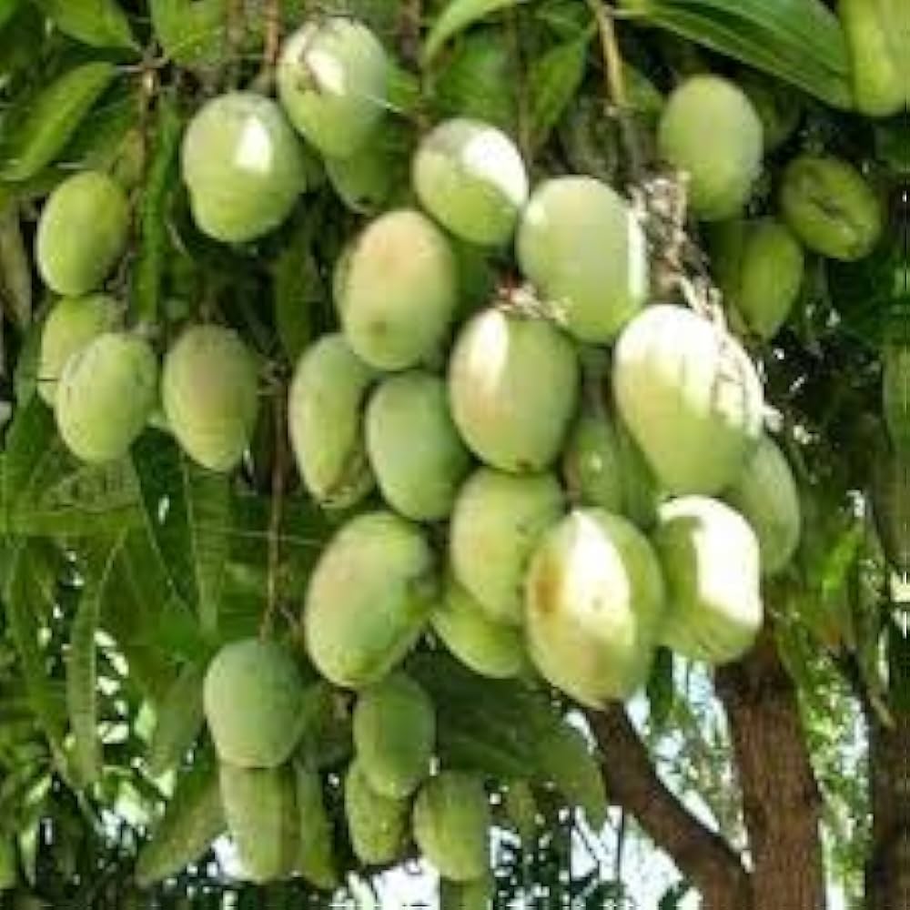 Chandrakaran Mango Grafted Plant