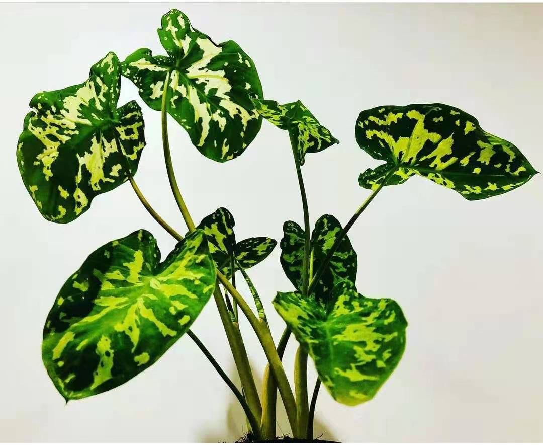 Caladium Military