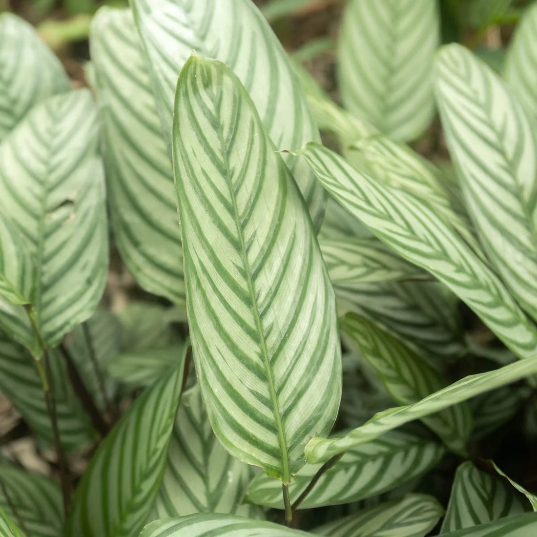 Calathea Setosa