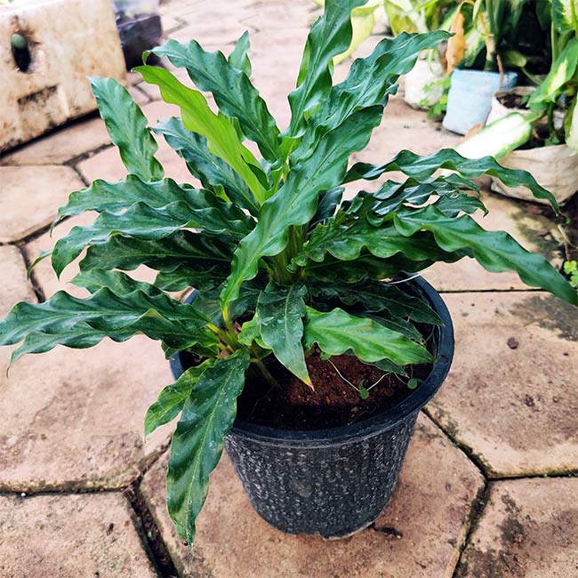Calathea Furry Feather