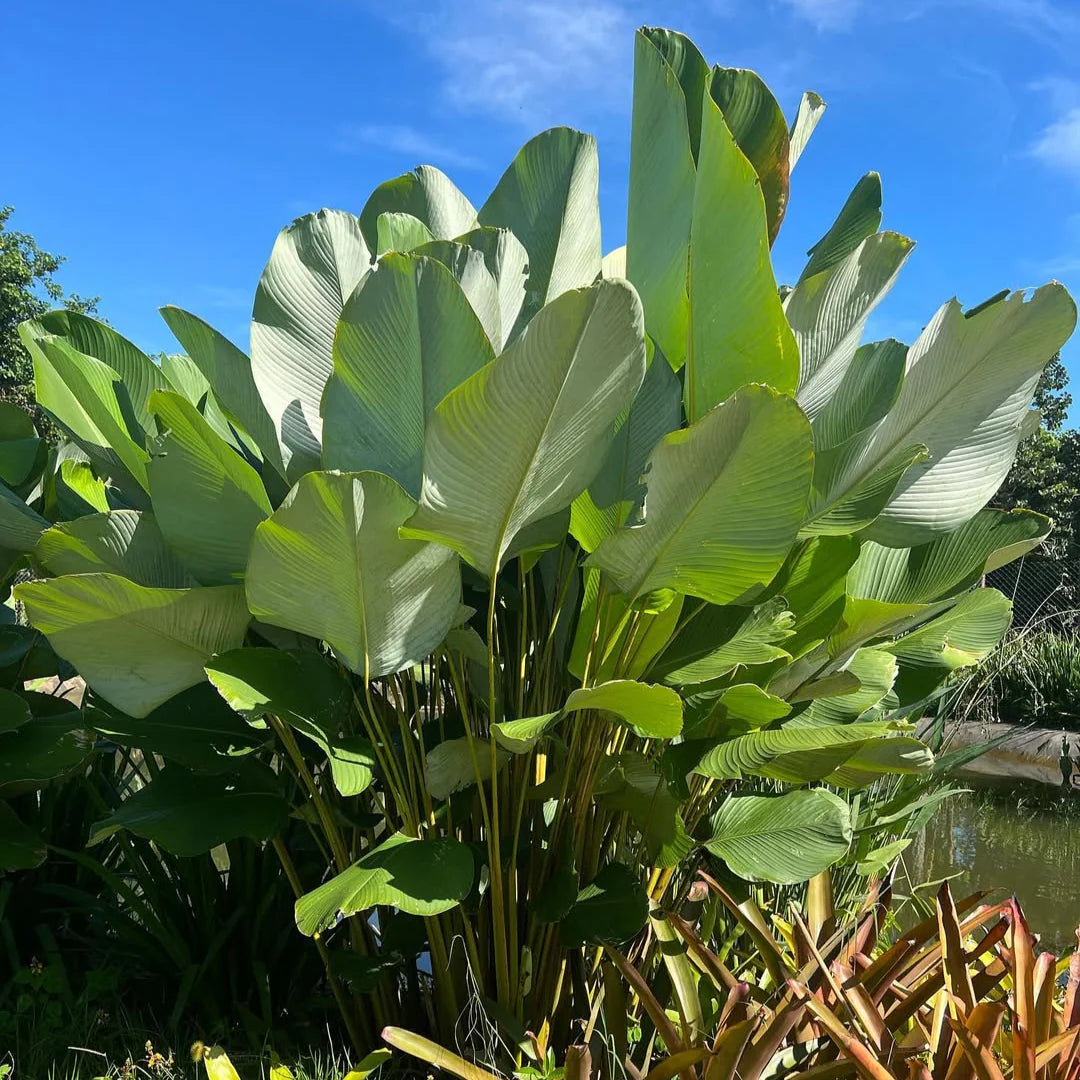 Calathea Lutea Green Combo of 10