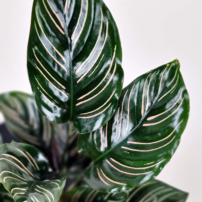 Calathea Pin-stripe