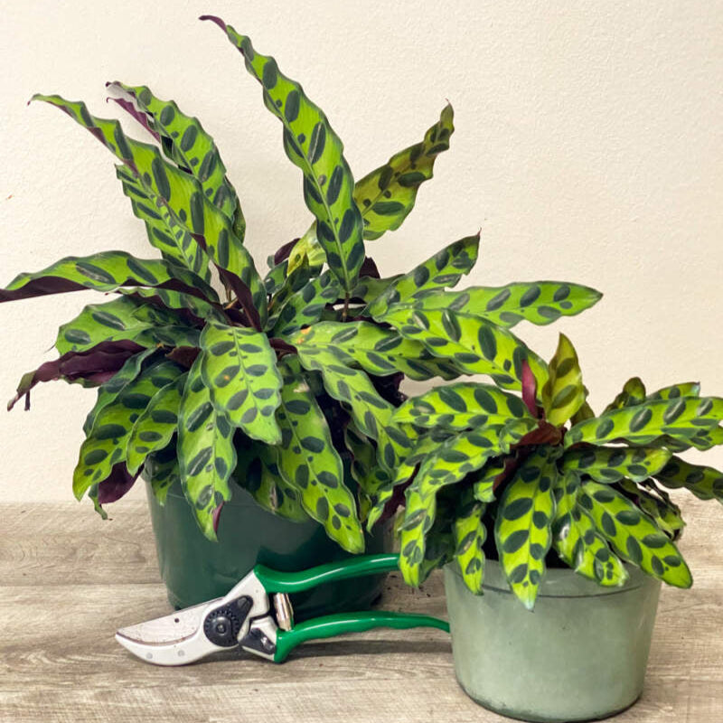 Calathea Rattlesnake