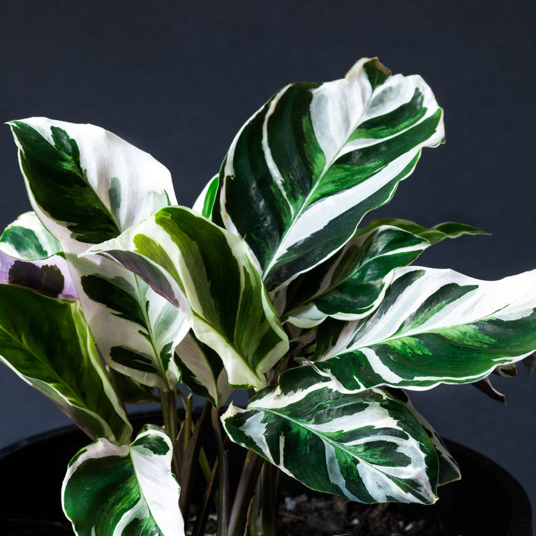 Calathea White Fussion