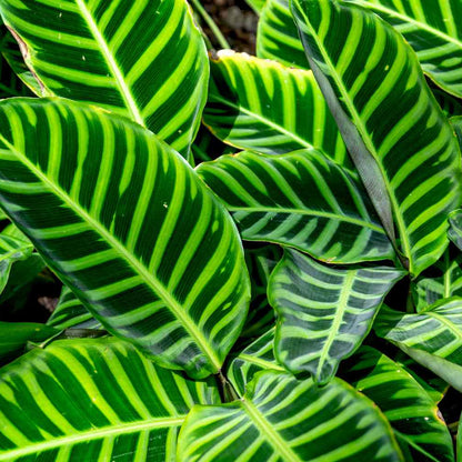 Calathea Zebra