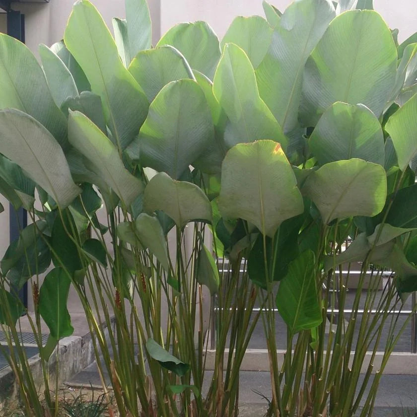 Calathea Lutea Green